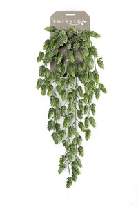 Hop hanging bush x6