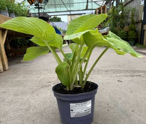 Hosta 'Big Daddy'