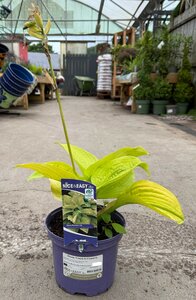 Hosta 'Coast to Coast'®