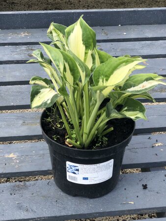 Hosta 'Coloured Hulk'