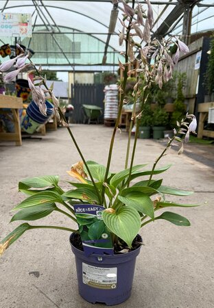 Hosta Devon Green