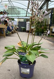 Hosta Devon Green