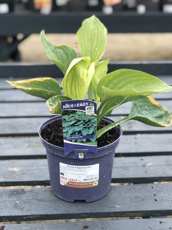 Hosta Empress Wu