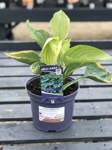 Hosta Empress Wu