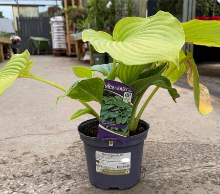 Hosta Empress Wu