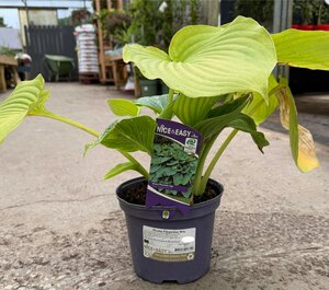 Hosta Empress Wu