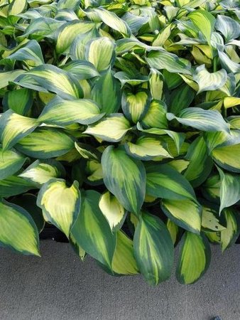 HOSTA FORBIDDEN FRUIT