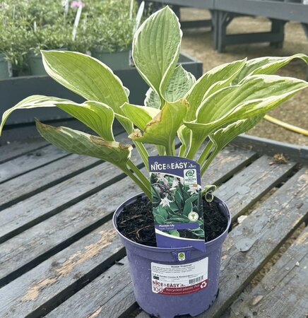 Hosta 'Francee'