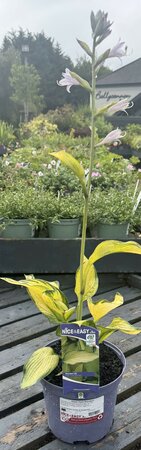 Hosta 'Gold Standard'