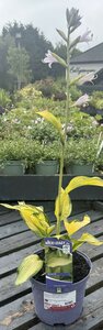 Hosta 'Gold Standard'