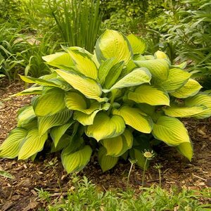 Hosta 'Gold Standard'