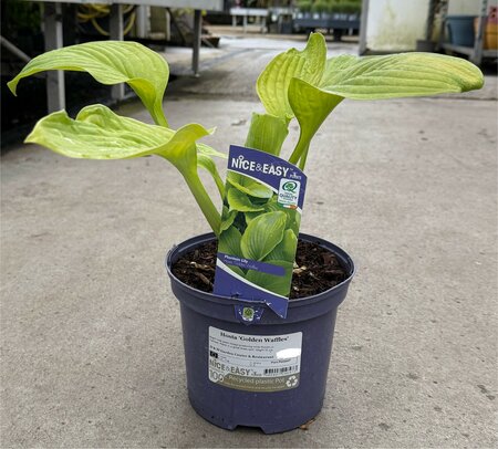 Hosta 'Golden Waffles' - image 1