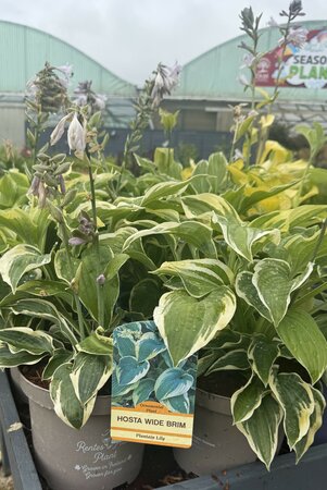 HOSTA IN VARIETIES