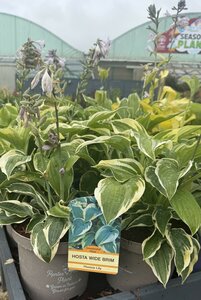 HOSTA IN VARIETIES