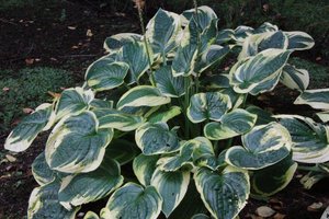 HOSTA MINUTE MAN