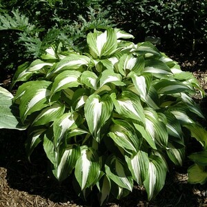 HOSTA NIGHT BEFORE CHRISTMAS