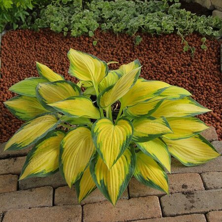 Hosta 'Orange Marmalade' ®