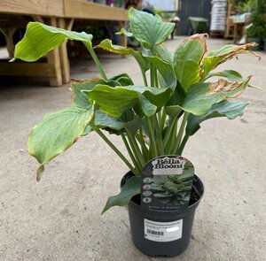HOSTA Shadowland Diamond Lake