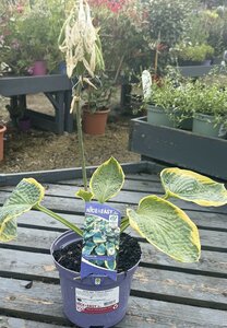 Hosta sieb. 'Frances Williams'