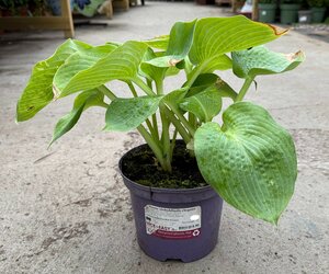 Hosta sieboldiana elegans