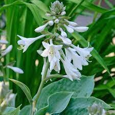 Hosta sieboldiana elegans