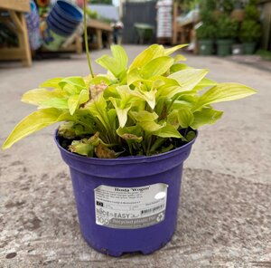 Hosta 'Wogon'
