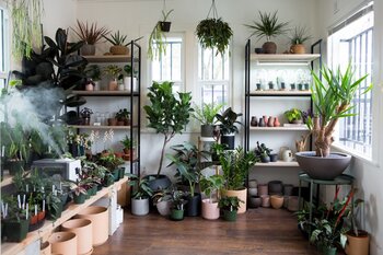 Houseplants