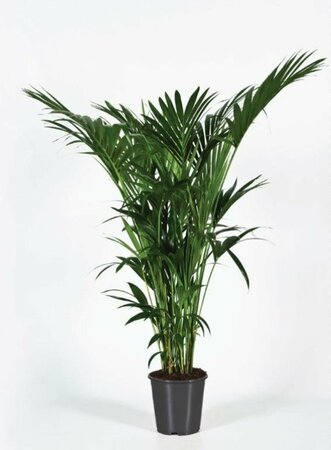 Howea forsteriana 170 CM