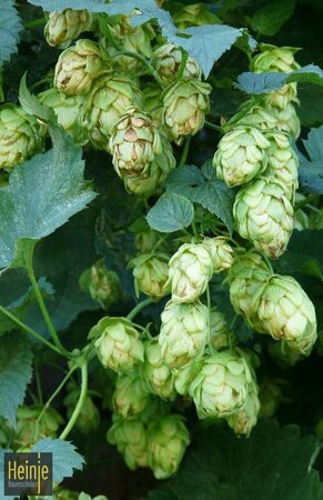 Humulus lupulus 'Hallertauer Tradition'