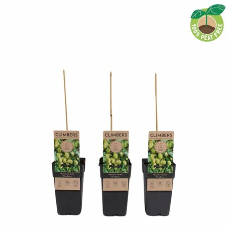 Humulus lupulus 'Nordbrau' (Northern Brew)  single cane (60 cm)