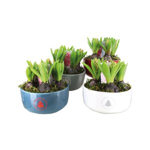 Hyac.in cera.bowl sierra 5pp