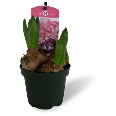 Hyac.multifl.pink pearl