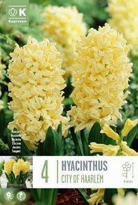 HYACINTH CITY OF HAARLEM