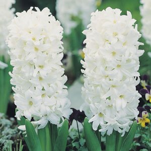 HYACINTHUS EF WHITE PEARL