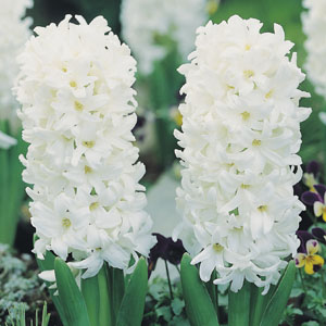 HYACINTHUS EF WHITE PEARL