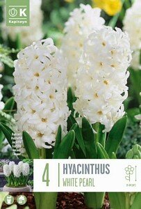 HYACINTH WHITE PEARL