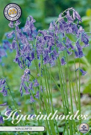 Hyacinthoides non-scripta blue / 10-pack