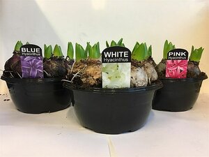 Hyacinthus (DA) mix