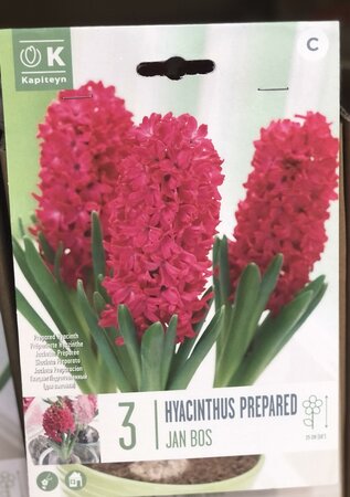 HYACINTHUS EF JAN BOS