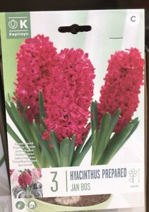 HYACINTHUS EF JAN BOS
