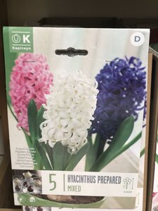 HYACINTHUS EF MIXED COLOURS