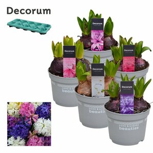 Hyacinthus mix  P12