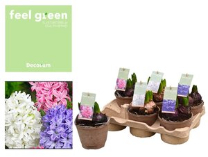 Hyacinthus mix (Feel Green)