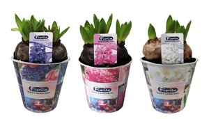 Hyacinthus mix / Zinc pot(13 cm) + print
