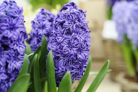 Hyacinthus  or.