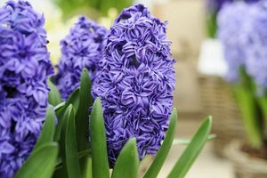 Hyacinthus or.
