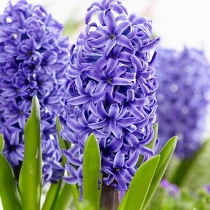 Hyacinthus or. Blue Pearl Extra
