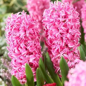 Hyacinthus or. Pink Pearl Extra