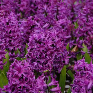 Hyacinthus or. Purple Sensation Extra