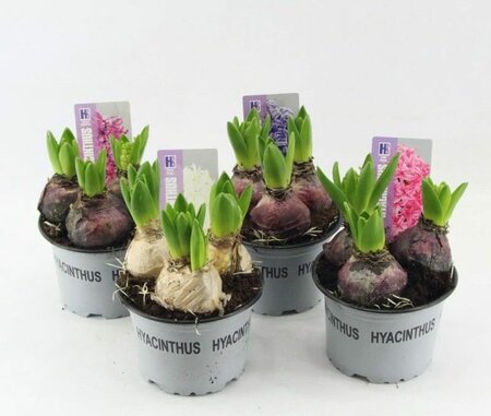 Hyacinthus 'Pearl' 5 clr. mix
